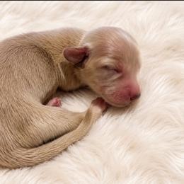 Noelle - Cream female Dachshund puppy in Sebring, Florida from Mini Weenies