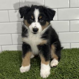 Miniature Australian Shepherd Puppies from All That Auss Mini Aussies