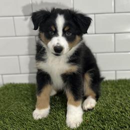 Miniature Australian Shepherd Puppies from All That Auss Mini Aussies