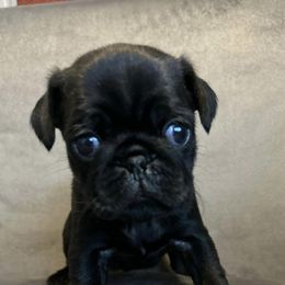 Pugs from Hannah Stunkard