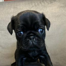 Pugs from Hannah Stunkard