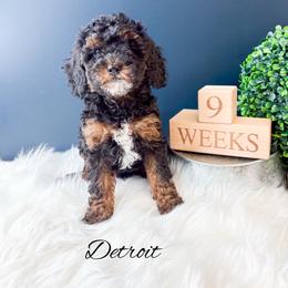 Detroit - Phantom male Goldendoodle puppy in from Pink Poodles and Doodles