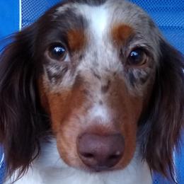 Cami - Dachshund