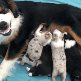 Aussiedoodle and Australian Shepherd Puppies from Double M Aussies