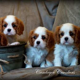 Cavalier King Charles Spaniels from Cambryce Cavaliers