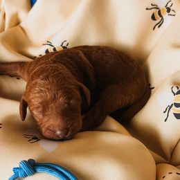 Light Blue Collar Girl - Red  Poodle puppy in Mountain Grove, Missouri from Swan Field Farms