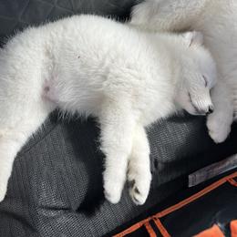 Samoyed Puppies from Sugar Sweet Samoyeds
