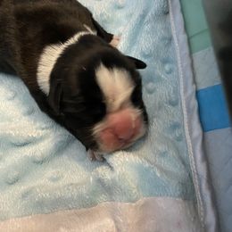 Boxer Puppies from Primo Amore Boxers