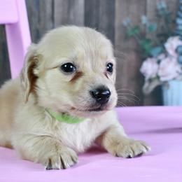 Dachshund Puppies from Heart of Dixie Kennel