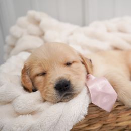 Golden Retriever, Miniature American Shepherd, and Siberian Husky Puppies from HuskiesAndGoldensWithFinesse