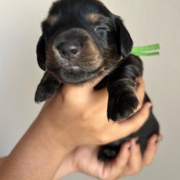 FrankenWeenie (Green) - Black and tan male Dachshund puppy in Hutto, Texas from R.G. Dachshunds