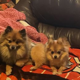 Pomeranian Puppies from Caitlyn's Pomeranians