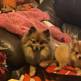 Pomeranian Puppies from Caitlyn's Pomeranians