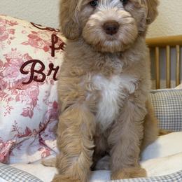 Roxy - Caramel cream female Australian Labradoodle puppy in Valley Springs, California from Blue Denim Doodles