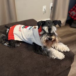 Rhett - Miniature Schnauzer
