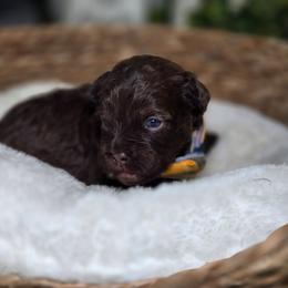 Bolt - Brown male Shihpoo puppy in Hartville, Missouri from Petty Paws
