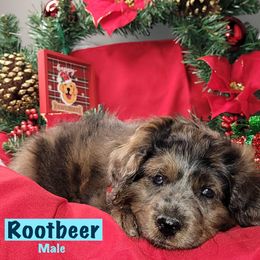 Rootbeer - Merle male Goldendoodle puppy in Beecher, Illinois from Erica’s Doodles