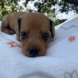 Akc red dapple male - Dapple male Dachshund puppy in De Soto County, Florida from Countridox Dachshunds
