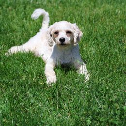 Bernedoodles, Bernese Mountain Dogs, Cavalier King Charles Spaniels, Cavapoos, Double Doodles, Goldendoodles, and Poodles from Good Looking Dogs