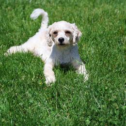 Bernedoodles, Bernese Mountain Dogs, Cavalier King Charles Spaniels, Cavapoos, Double Doodles, Goldendoodles, and Poodles from Good Looking Dogs