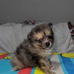 Ace - Blue merle male Pomeranian puppy in Fort Worth, Texas from Alo's Pom's