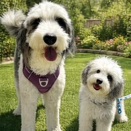 Sheepadoodle puppies from Rainbow SoCal Doodles
