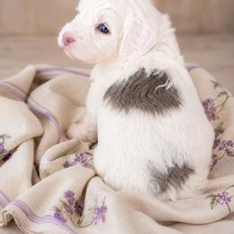 Sugar (Purple) - Black and white female Aussiedoodle puppy in Byron, Georgia from Southern Olive Doodles 🫒