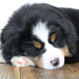 Bernese Mountain Dog Puppies from Home Sweet Bernese