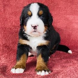 Dark Green Collar Male - Black rust and white male Bernese Mountain Dog puppy in Bristol, Tennessee from Holston Hollow Farm