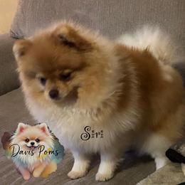 Siri - Pomeranian