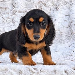 Benny - Black and tan male Dachshund puppy in Farmington, Missouri from Eva Leas Pups