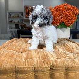 Orange collar - Merle male Cavapoo puppy in Indiahoma, Oklahoma from Farm Fresh Doodles