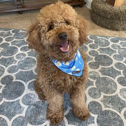 Molly - Goldendoodle