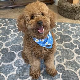 Molly - Goldendoodle
