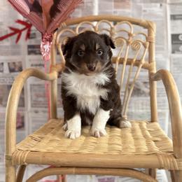 Rosie - Red tri-color female Australian Shepherd puppy in Zwingle, Iowa from Homestead Aussies & Doodles