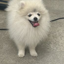 Junebug - Cream male Pomeranian puppy in Randleman, North Carolina from Luxurious Poms