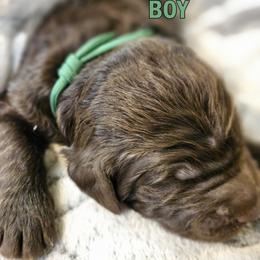 Green Collar - Brown male Double Doodle puppy in Jeddo, Michigan from Bert's Doodles