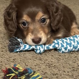 Dachshund and French Bulldog Puppies from Scarlet Sons Frenchies