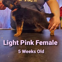 German Shepherd Puppies from It Must Be Kismet Kennels (IMBKK)