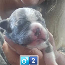 Boy 2 was 3rd born - Blue male Boston Terrier puppy in Versailles, Indiana from Benhams Bostons