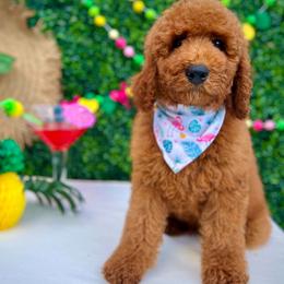 Bella's Blue Boy - Red  male Goldendoodle puppy in Kountze, Texas from Texas Doodles LLC