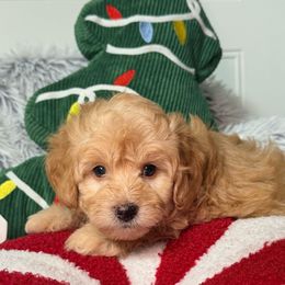Pumpkin - Red  female Goldendoodle puppy in Beecher, Illinois from Erica’s Doodles