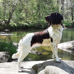 Ebbi - Kleine Munsterlander