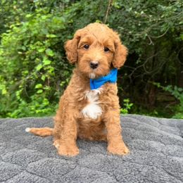 Archer - Red male Australian Labradoodle puppy in Rochester, Michigan from Monarch Labradoodles