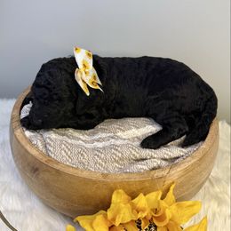 Wednesday Addams - Black female Labradoodle puppy in Adams, Nebraska from Boxcar Doodles and Poodles