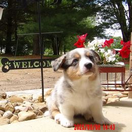 Merle 1 - Blue merle and white male Cardigan Welsh Corgi puppy in Lynchburg, Ohio from Old Iron Farm