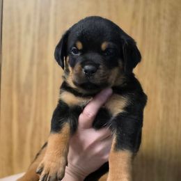 Brutus (Black collar) - Black and mahogany male Rottweiler puppy in Cottage Grove, Oregon from Divine Rottweilers