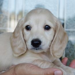 Dachshund Puppies from Dreamheart Dachshunds