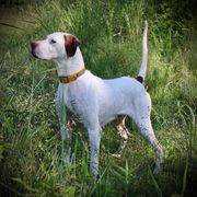 Pointer All Grown Up from Ross Callaway