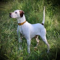 Pointer All Grown Up from Ross Callaway